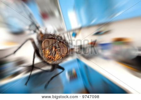 부엌에 도착 하는 집 파리