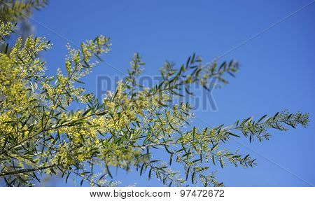 Sunny Day Background Australian Wattle