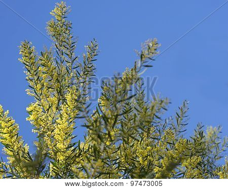 Iconic Australian Spring Wildflower Golden Wattle