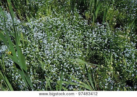 Forget-Me-Nots in a Swamp