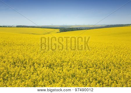 Rape Field