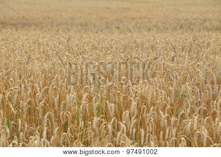 Field Of Wheat