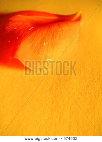 Petal pozadí