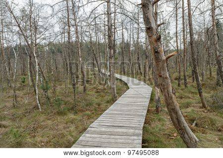 Ghastly Swamp In Evening