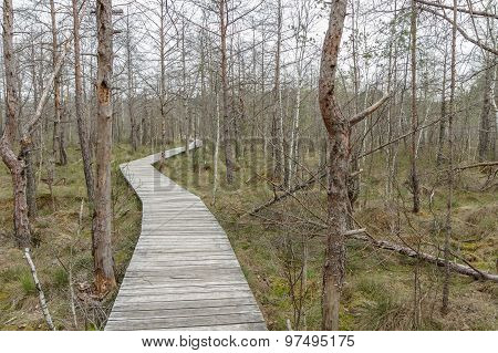 Wooden Bridge To The Swamp