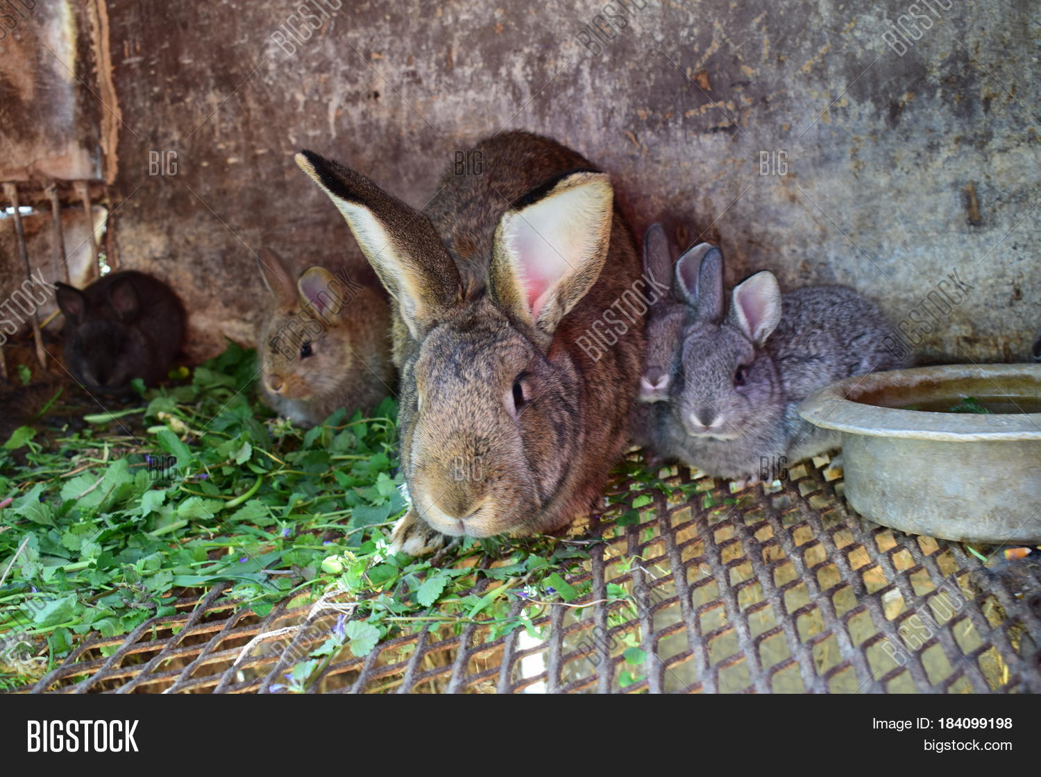 Family Rabbits, Image & Photo (Free Trial) Bigstock