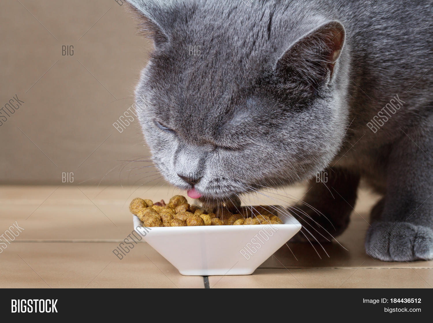 British Blue Cat Eats Image & Photo (Free Trial) Bigstock