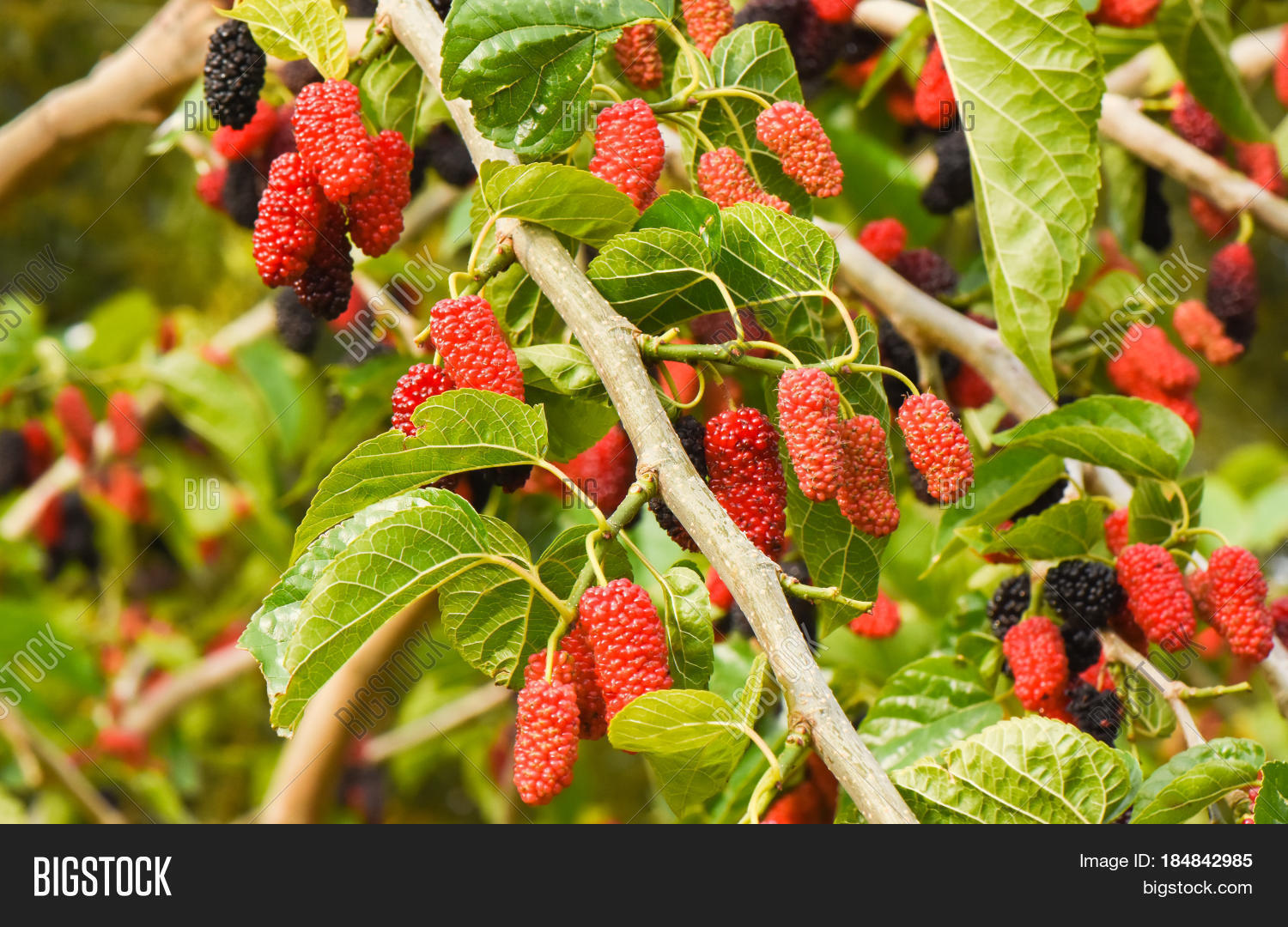 Fresh Mulberry Fruits Image & Photo (Free Trial) Bigstock