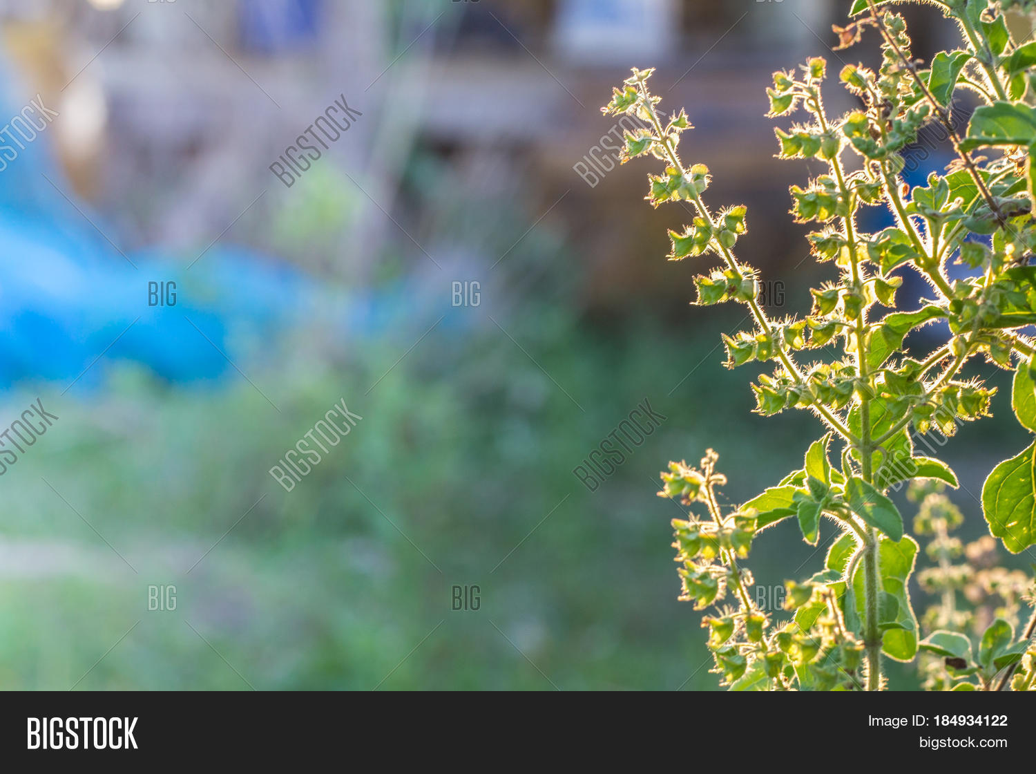 Daylight Basil Tree Image & Photo (Free Trial) | Bigstock