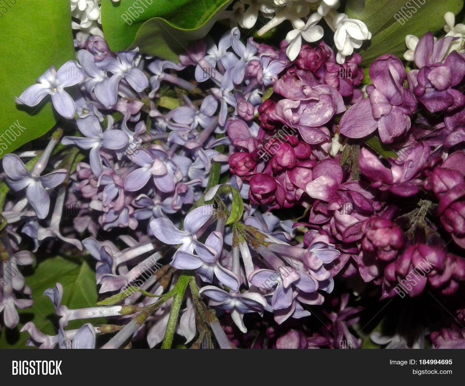 Lilac Very Good Image & Photo (Free Trial) Bigstock