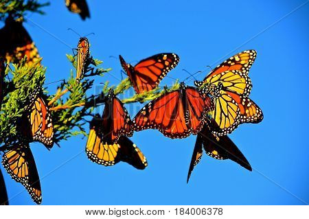 Butterflies, Monarchs on a Carolina Pine Tree at  the Beach