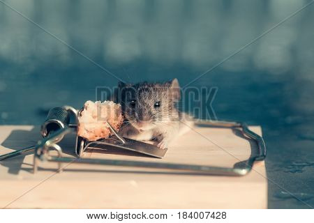marketing and crisis cute house grey mouse or rat small rodent animal sitting at string mousetrap with bait indoors on blurred blue background. freedom hopelessness concept