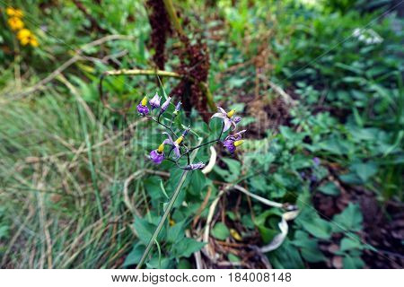 Flowers of the bittersweet nightshade plant (Solanum dulcamara) bloom in Joliet, Illinois during August.
