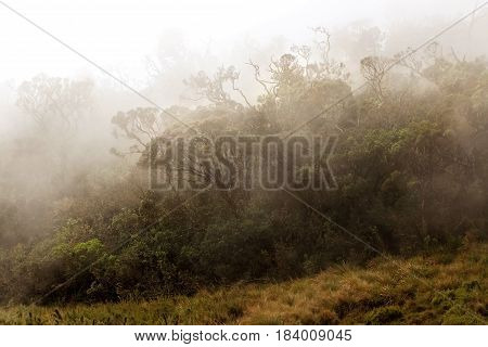 Cloudy forest in the mountains. Early morning. Plateau 
