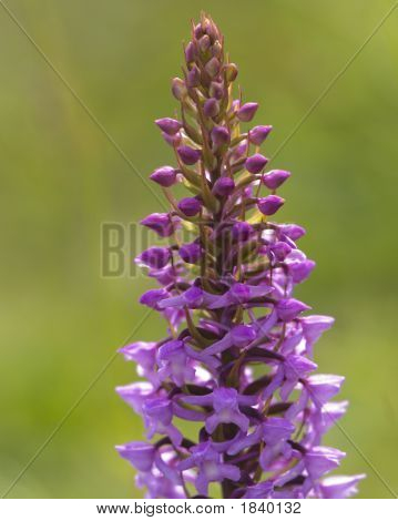 Voňavý orchidej 