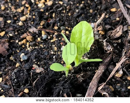 Two lettuce sprouts pushing through the soil