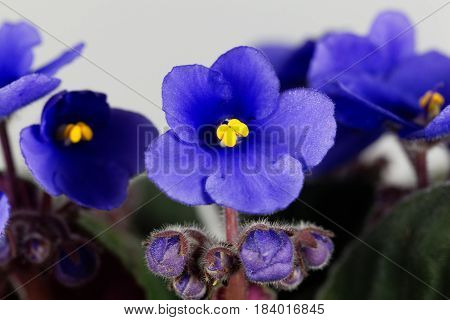 Macro photo of a flower of an African violet (Saintpaulia ionantha)