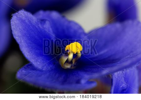 Macro photo of a flower of an African violet (Saintpaulia ionantha)