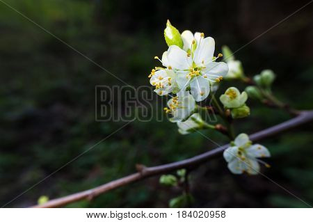 White Cherry Flowers in Spring in UK