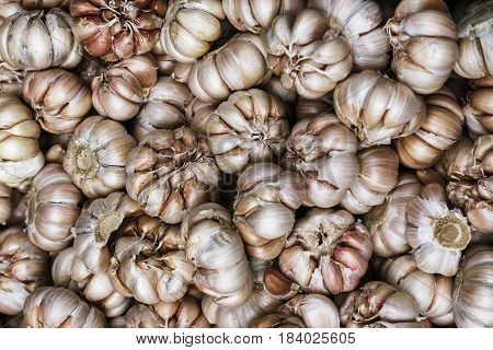 Pile of many white fresh garlic in the farmers market for sale from field for background. Close up