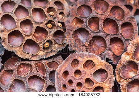 Dry lotus pods with some seeds and empty holes close up for back ground. Seed stem. Amazing incredible plant creature of nature.
