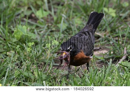 Red Breasted Robin catching earth worms for babies.