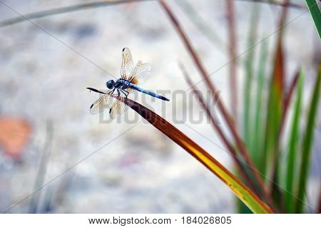A male blue dasher dragonfly (Pachydiplax longipennis) alights upon  a blade of grass over a small lake in Joliet, Illinois during August.