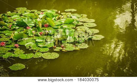 Aquatic plants concept. Many big leaves on lake or river water lilies