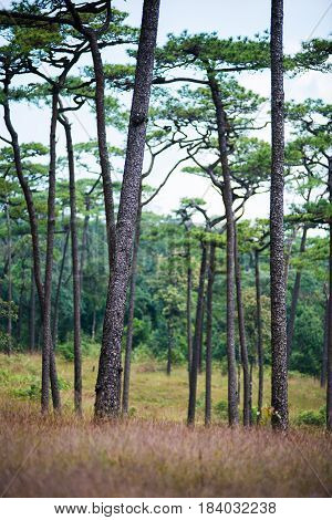 Phu Soi Dao