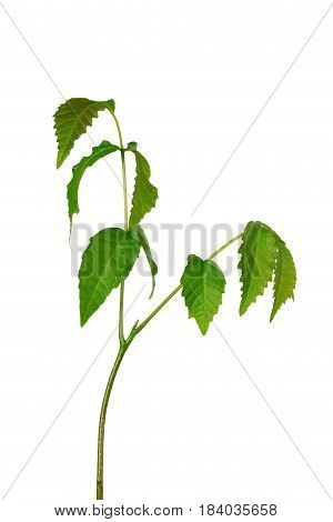 Sprout of a young walnut on the white background