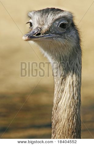 Portræt af en emu