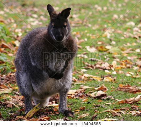 Kangourou sur fond automne