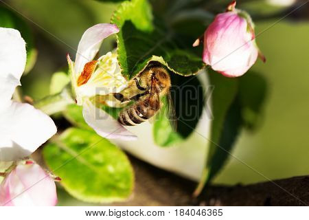 bee on a white flower on a tree. Bee picking pollen from apple flower.Bee on apple blossom.Honeybee collecting pollen at a pink flower blossom