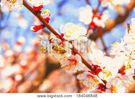 Bees Pollinate Young Tree Flowers In The Garden, Bee Collects Po