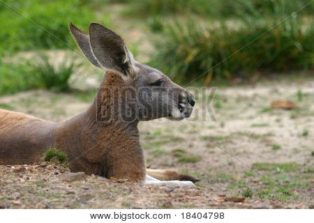 Red Kangaroo hvile