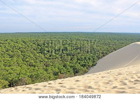 Forest from the Dune de Pilat in France
