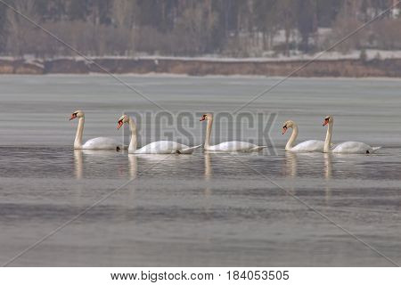 Graceful Swans On The River In Early Spring