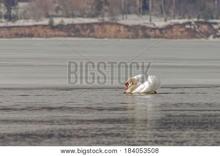 Graceful Swans On The River In Early Spring