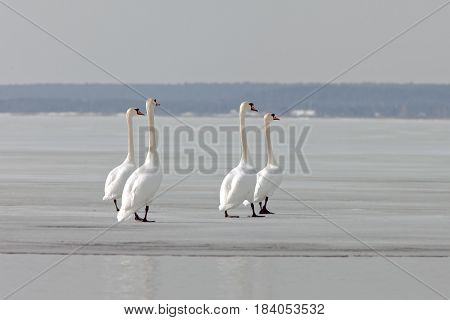 Graceful Swans On The River In Early Spring