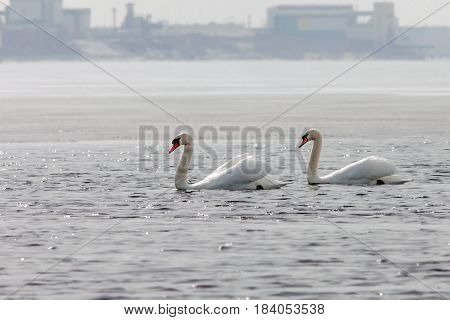 Graceful Swans On The River In Early Spring
