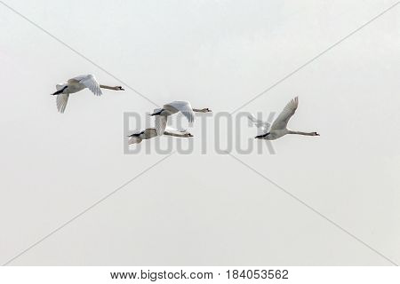 Swans In Flight