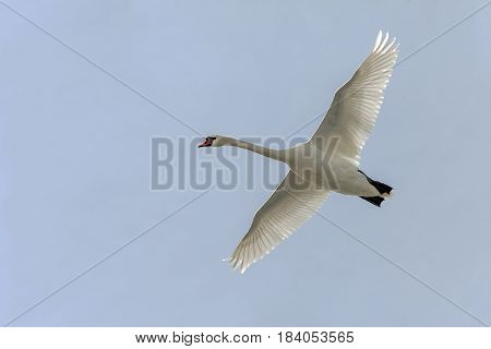 Swans In Flight