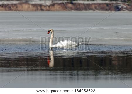 Graceful Swans On The River In Early Spring