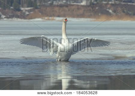 Graceful Swans On The River In Early Spring