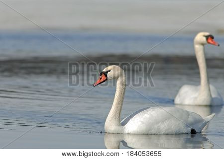 Graceful Swans On The River In Early Spring