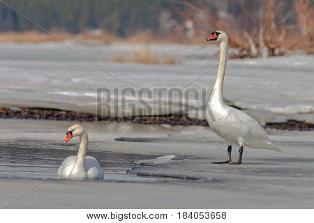 Graceful Swans On The River In Early Spring