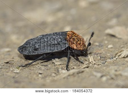 Red Breasted Carrion Beetle - Oiceoptoma thoracicum