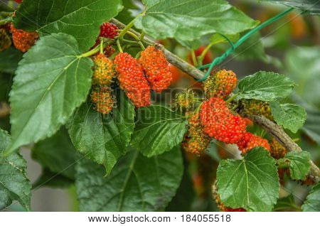 The mulberry fruits on the tree closeu