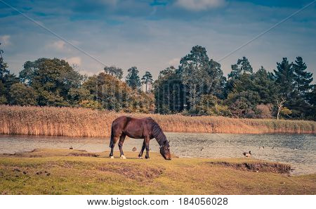 Horse grazing y a lake in late autumn