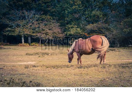 Horses grazing in the New Forest, Hampshire, UK.